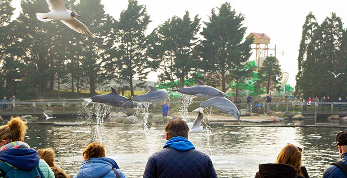 Dolfinarium stunt met 'laagste entreeprijs ooit'