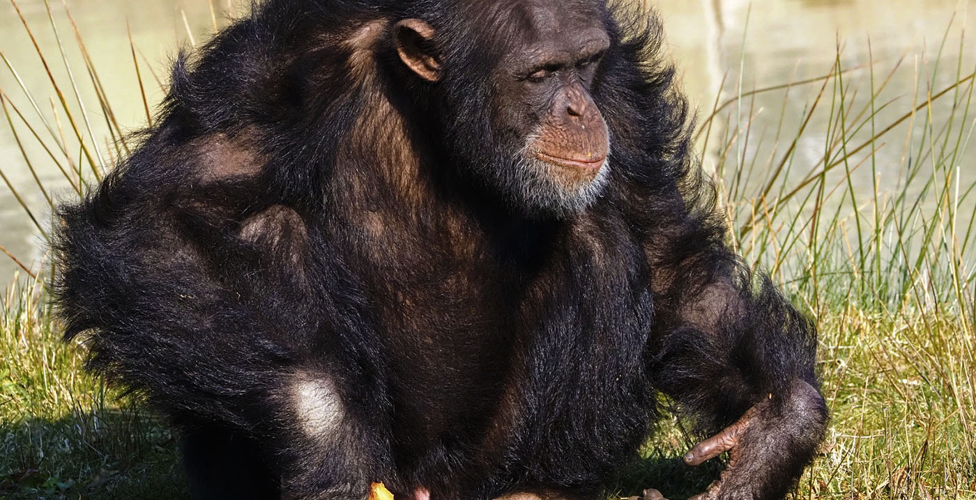 Chimpansee verdronken bij ruzie in Safaripark Beekse Bergen