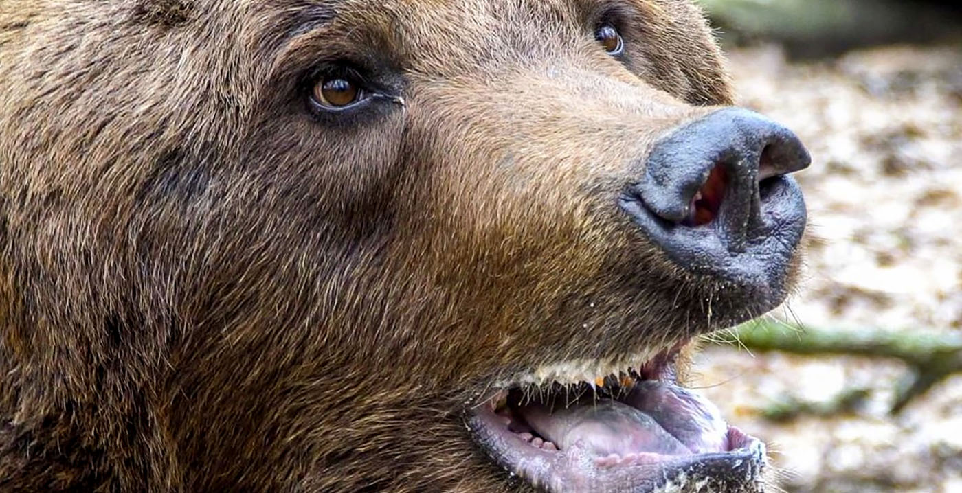 Vuurwerkknallen halen beren Ouwehands Dierenpark uit winterrust