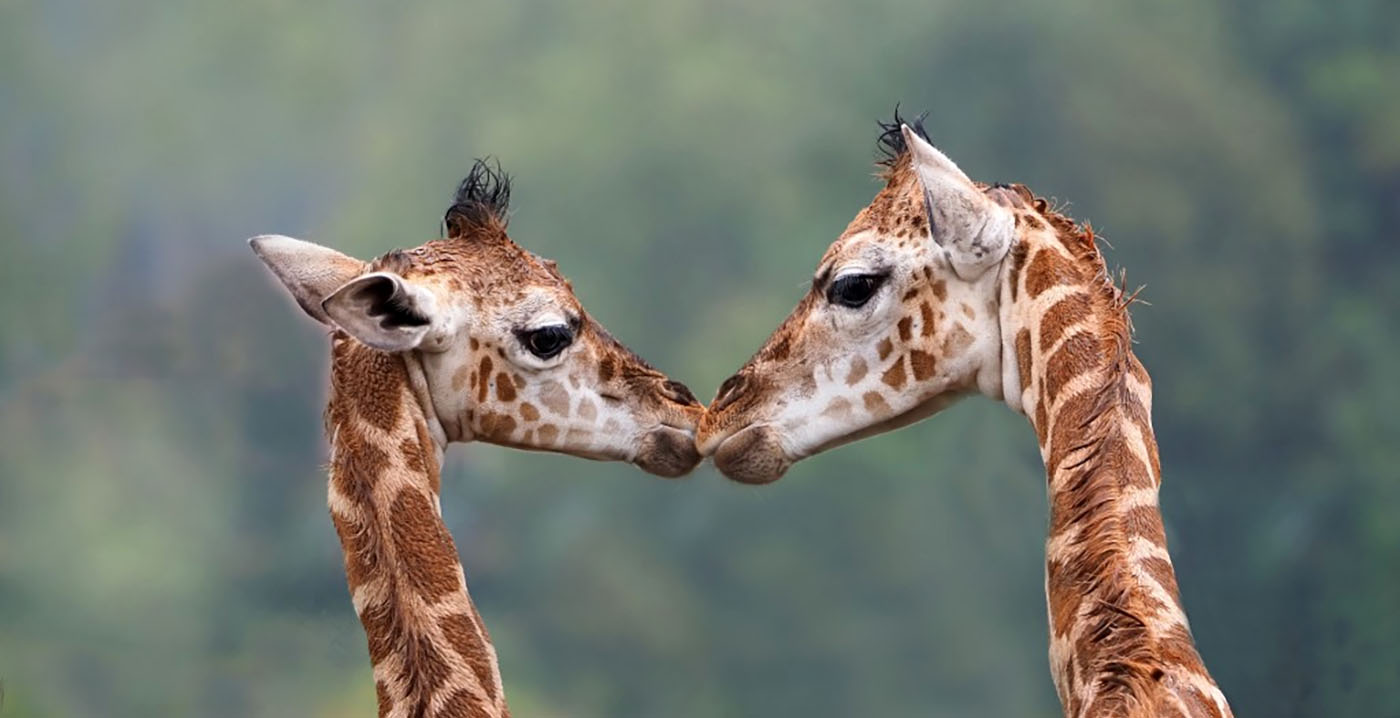 Safaripark Beekse Bergen breekt record: 1,2 miljoen bezoekers in 2022