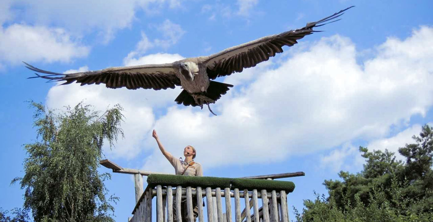 Roofvogelsafari in Beekse Bergen wordt vernieuwd: tijdelijk geen voorstellingen