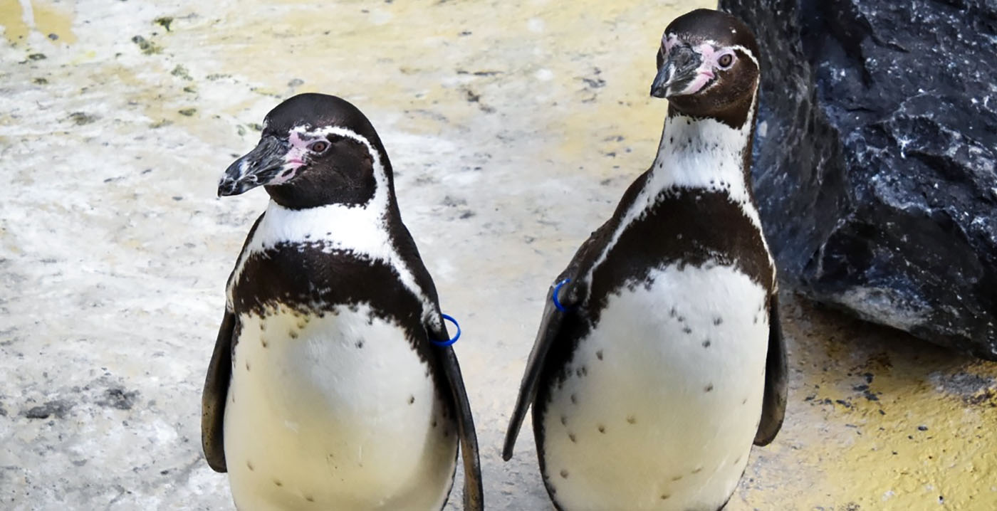 Naamswijziging voor Noord-Hollandse dierentuin Landgoed Hoenderdaell