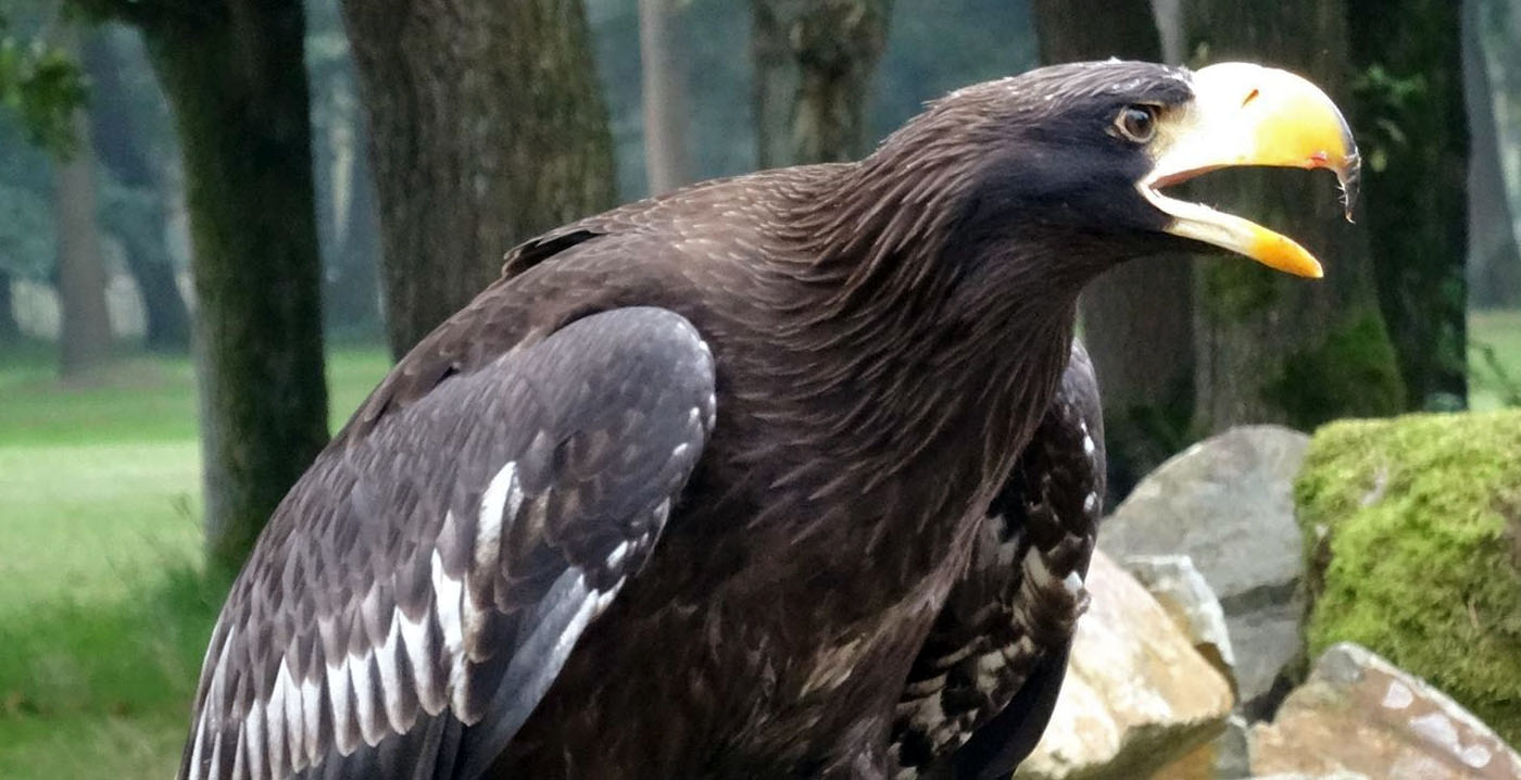 Zeearend ontsnapt in Brabants dierenpark: 'Ik keek heel raar op'