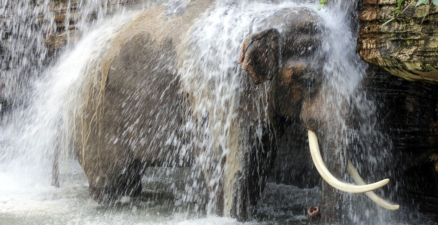 Dierenpark Wildlands klopt bij gemeente aan voor compensatie energiekosten