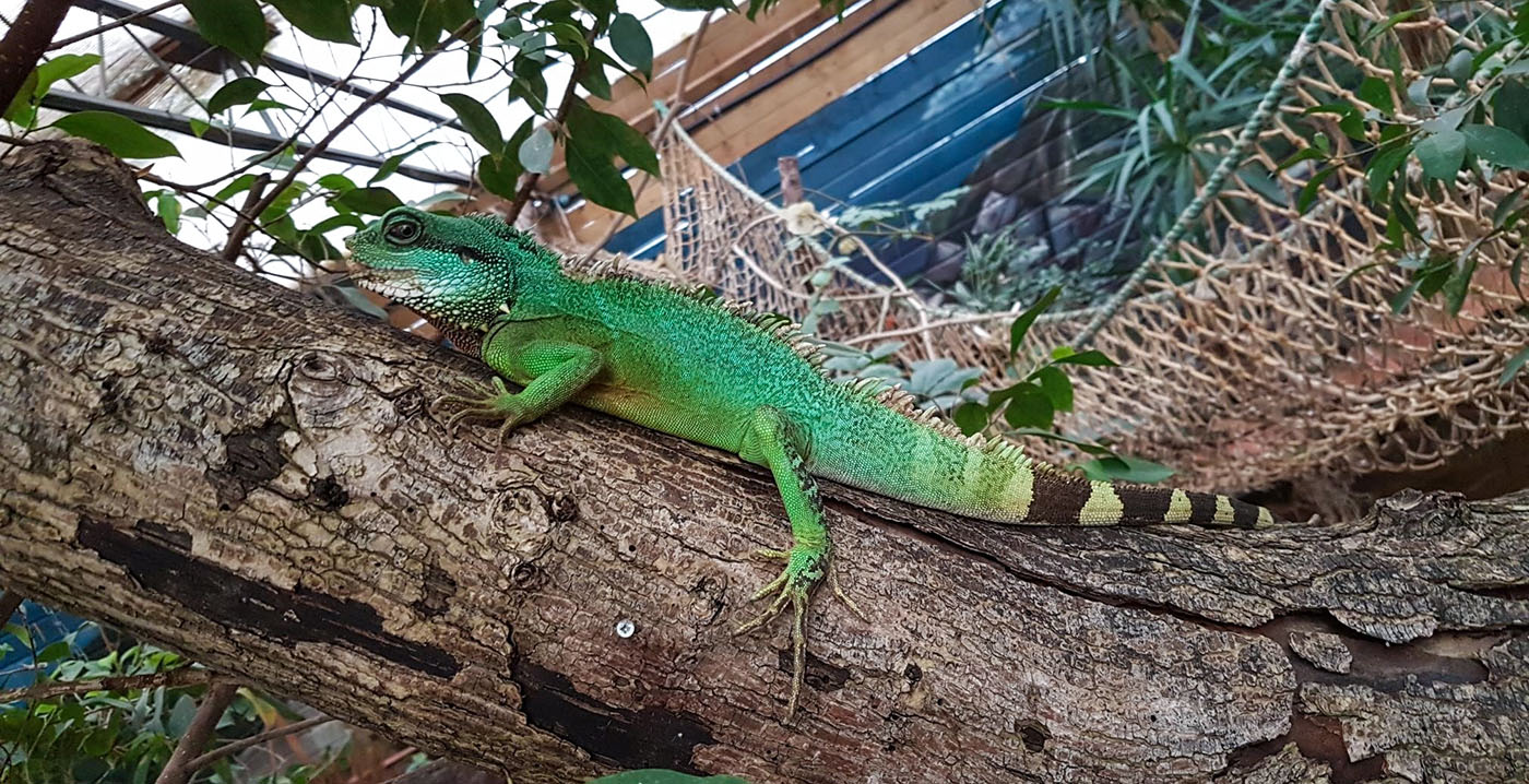 Texel Zoo in gevaar: gemeentebestuur Texel wil af van dierentuin