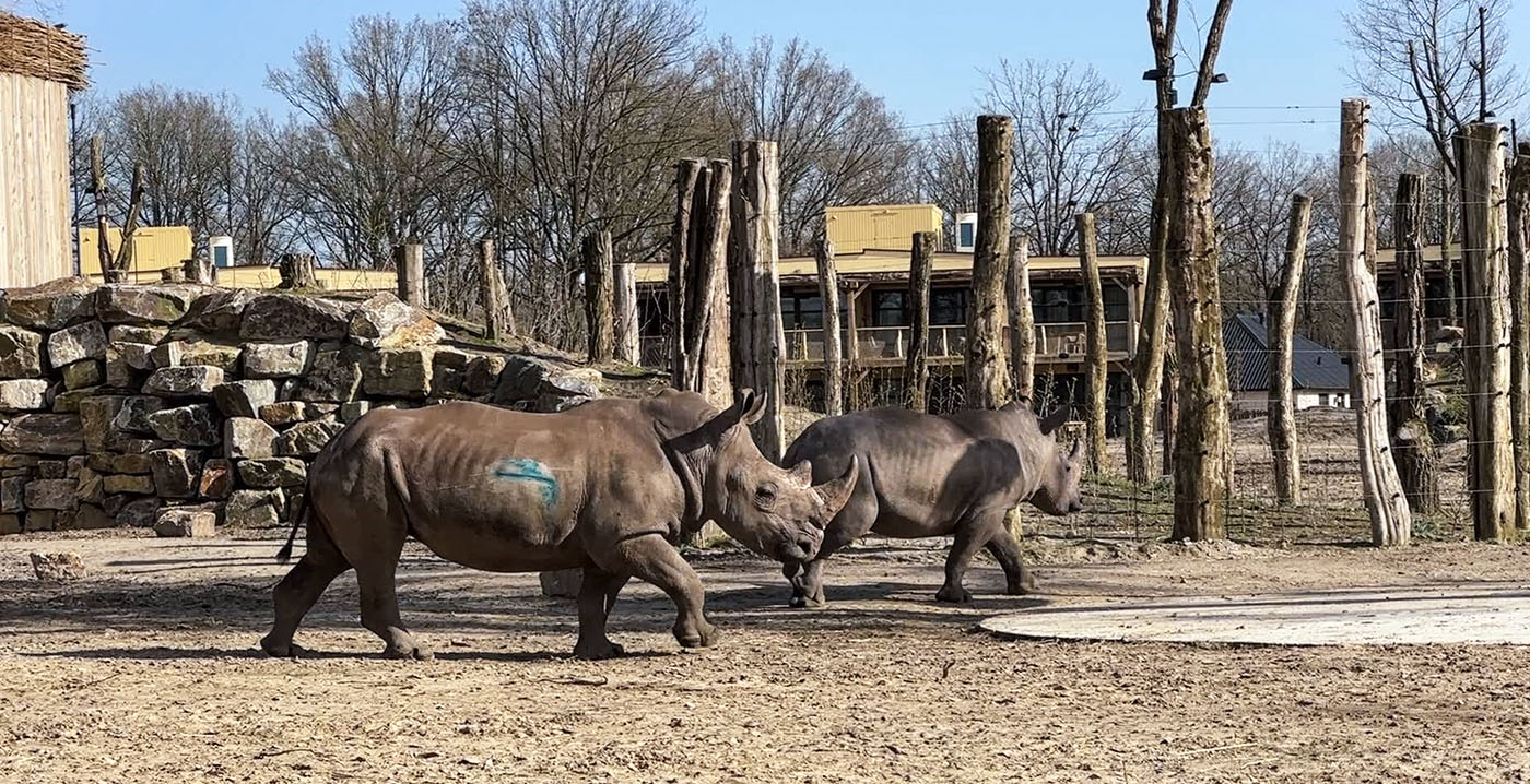 Wilde dieren spotten vanuit je bed: Beekse Bergen opent nieuw Safari Hotel