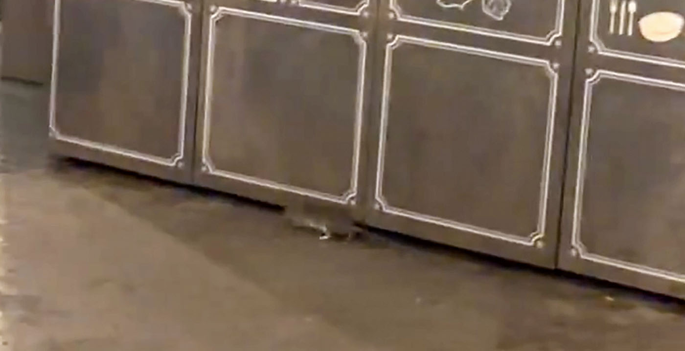 Un fan de parc d'attractions se plaint des rats à Disneyland Paris : 
