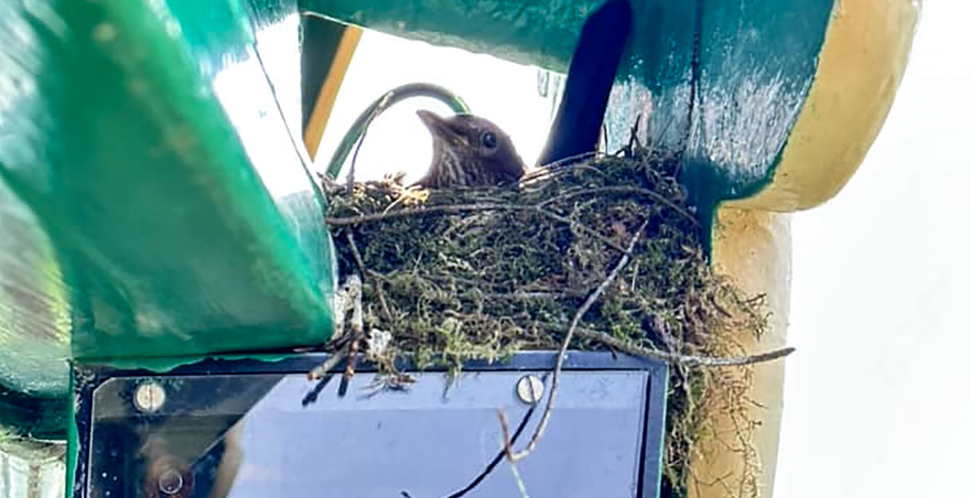 Vogelnestje op 45 meter hoogte: merel nestelt in Efteling-attractie Pagode