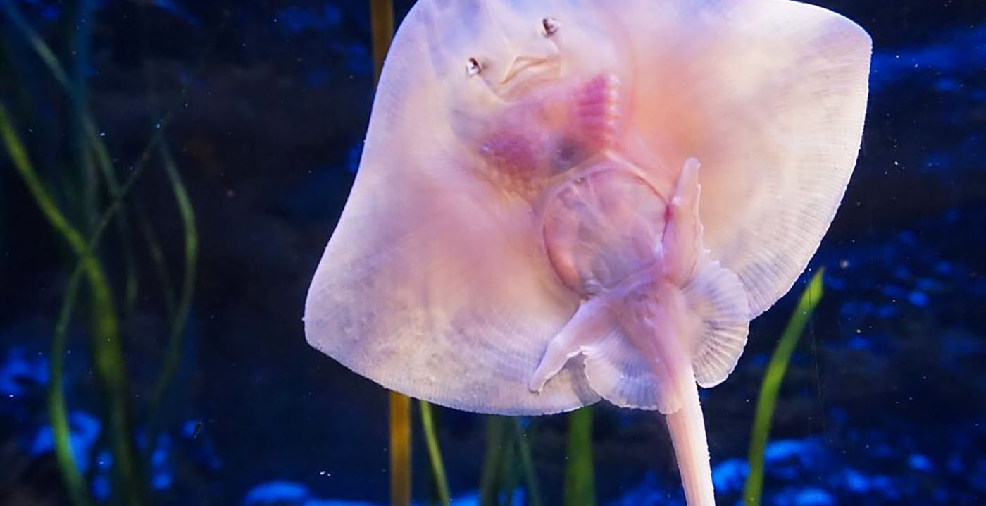 Sea Life in Berlijn onverwachts dicht: 'Technische redenen'
