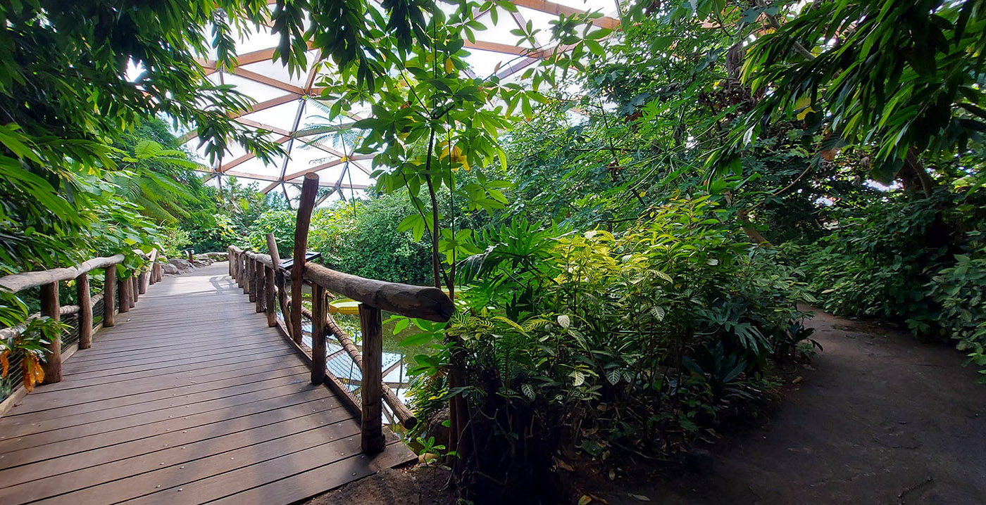Diergaarde Blijdorp sluit vlinderkoepel Amazonica al na tien jaar: sloop dreigt
