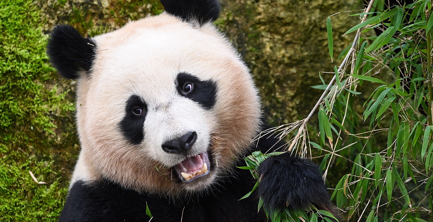 Ouwehands Dierenpark neemt afscheid van reuzenpanda Fan Xing