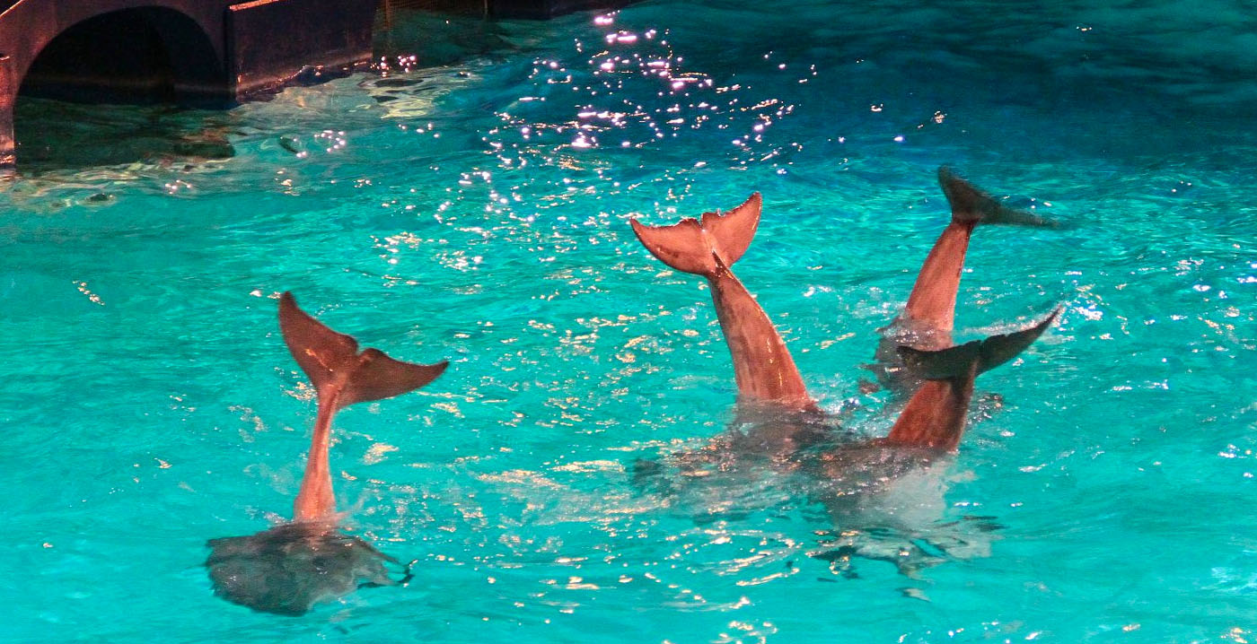AD en NU.nl stoppen voorlopig met aanbieden van Dolfinarium-tickets