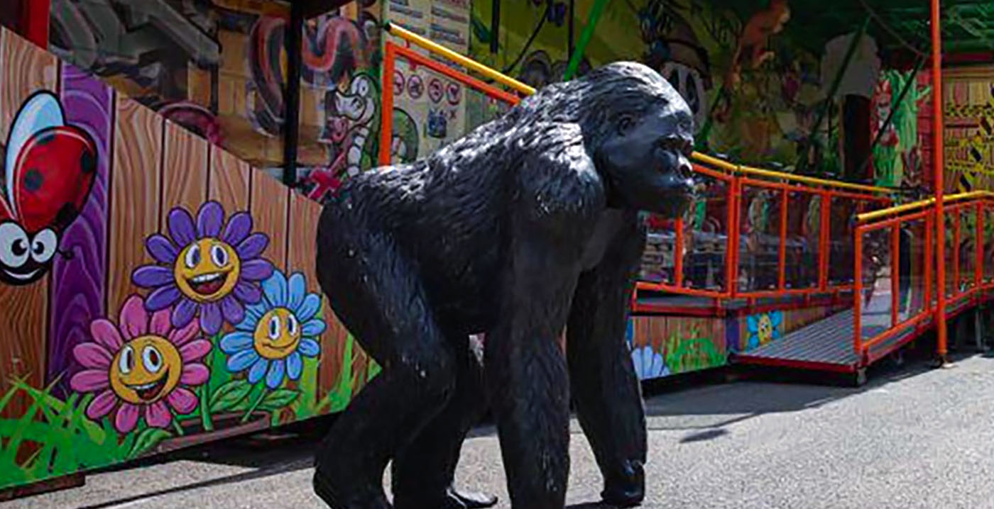 Kermisgorilla heeft opnieuw de benen genomen, dit keer in Weert