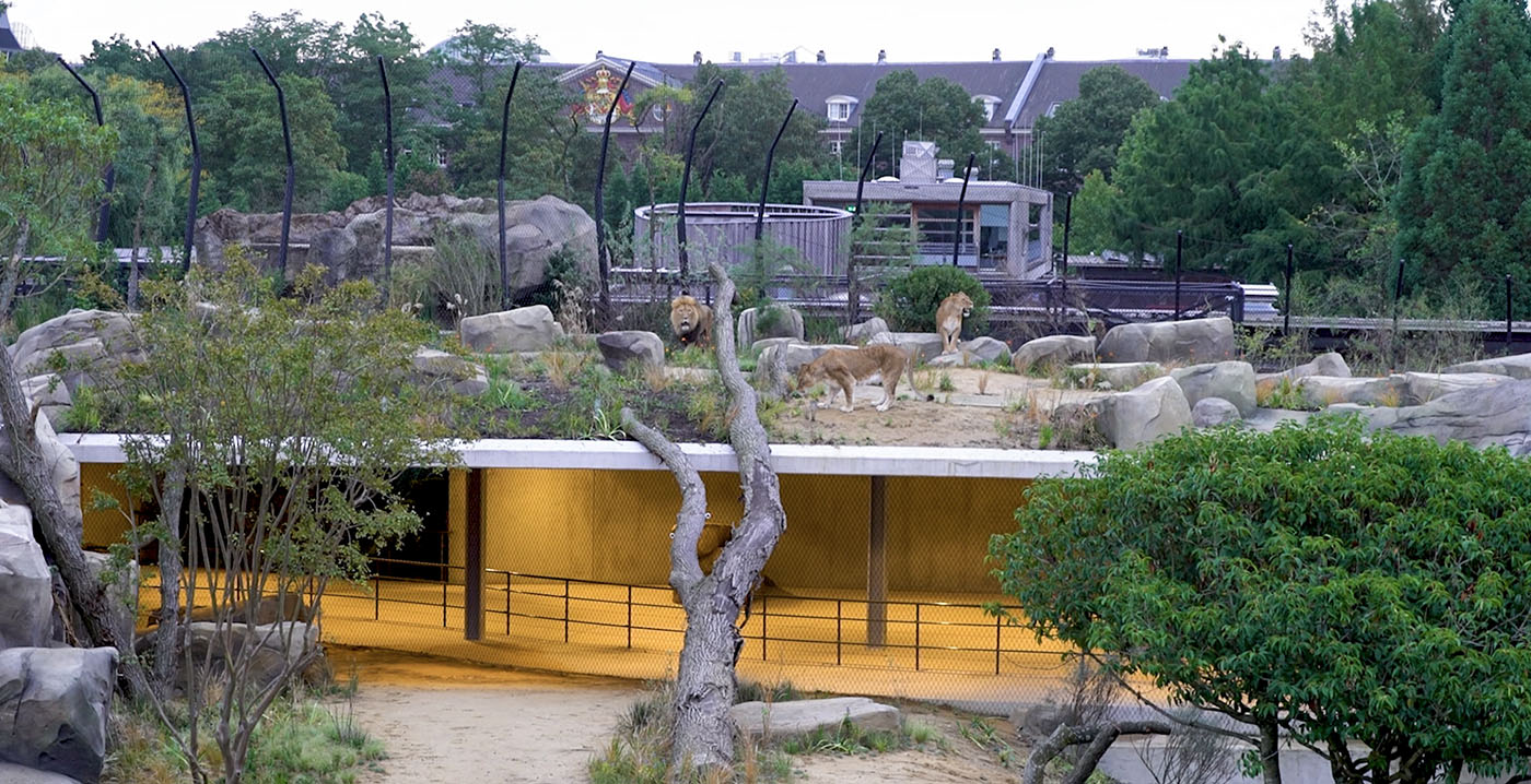 Leeuwen in Artis ontdekken hun nieuwe verblijf: tien keer zo groot als voorheen