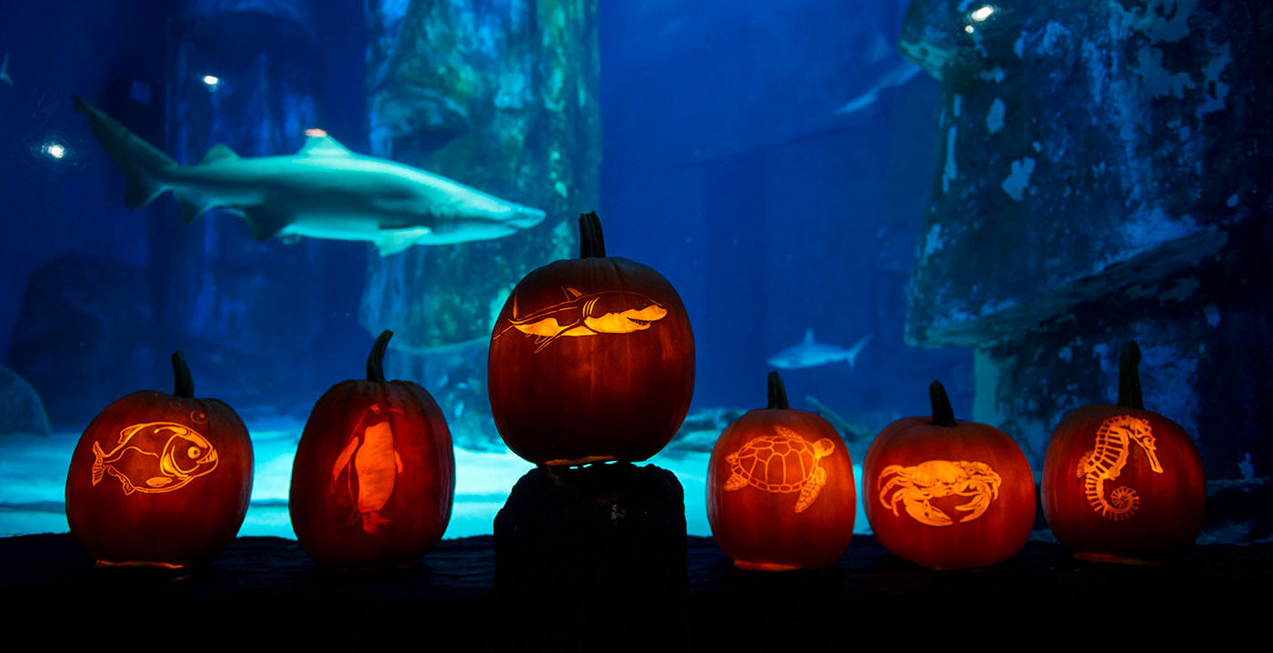 Sea Life Scheveningen schrapt eerste halloween-event: tegenvallende ticketverkoop