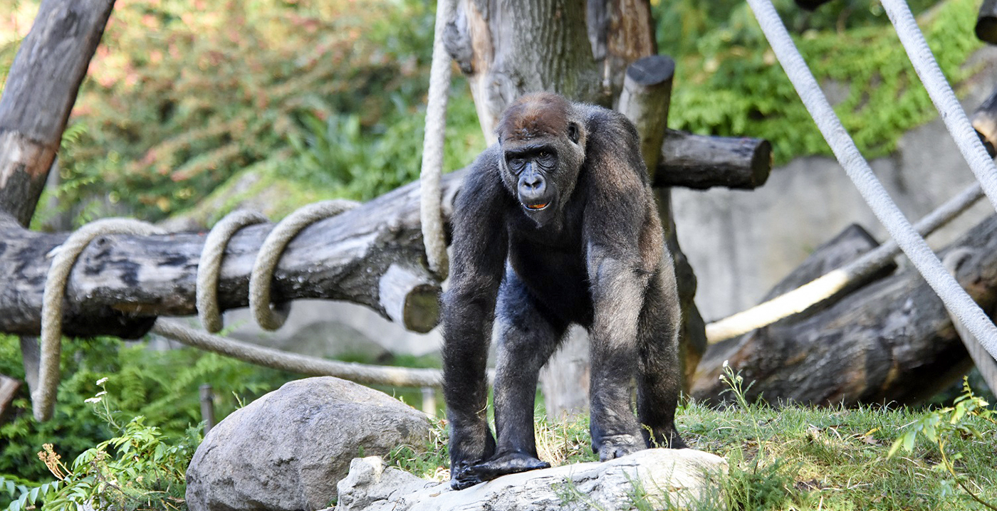 Gorilla's verdwijnen uit Diergaarde Blijdorp: 'Moeilijk besluit'