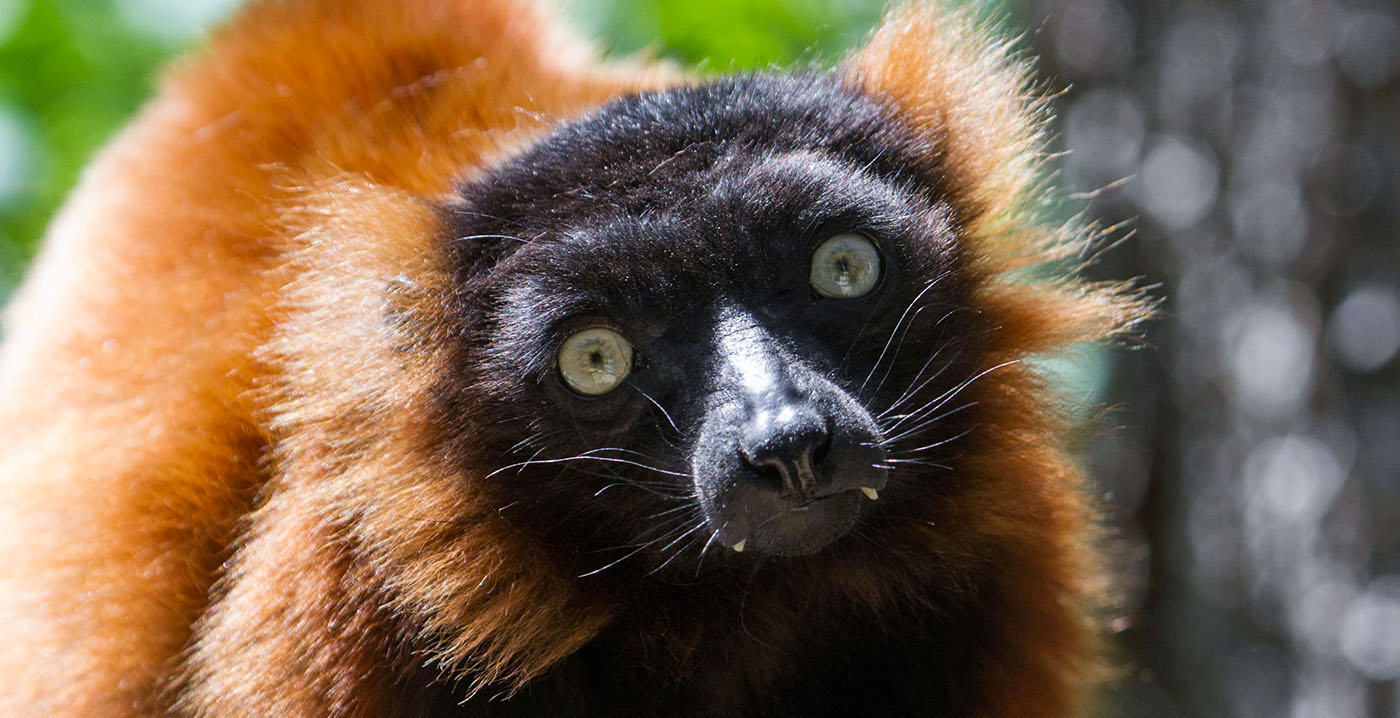Nieuwe diersoort in DierenPark Amersfoort: 'Vrouwtjes de baas'
