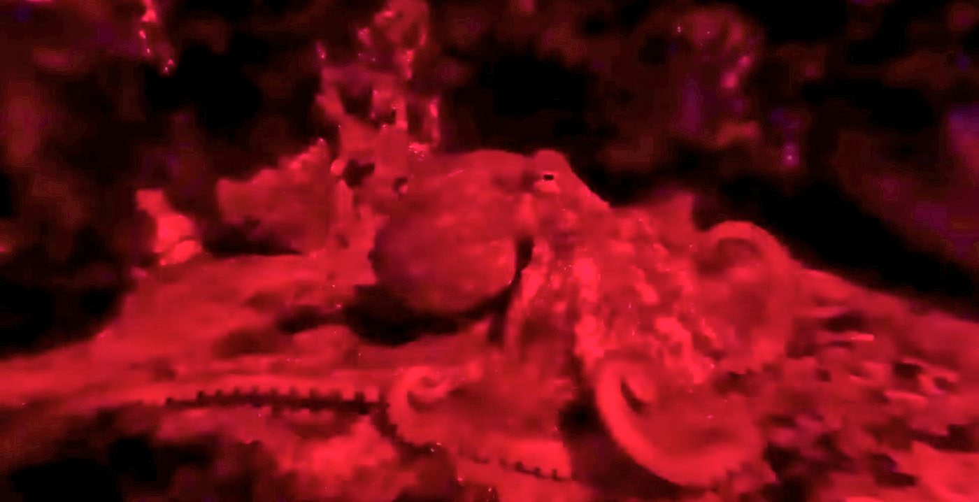 Reuzenoctopus nieuw in Ouwehands Dierenpark: 'Heel bijzonder'