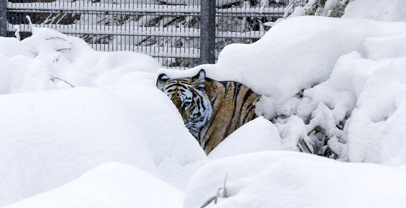 Extreme sneeuwval zorgt voor grote problemen in Tsjechische dierentuin