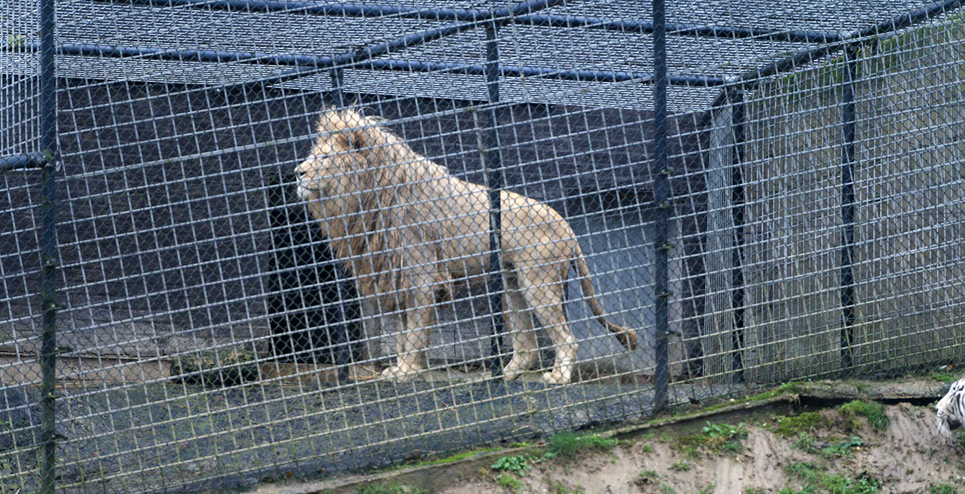 Partij voor de Dieren stelt Kamervragen over dierenwelzijn Mondo Verde