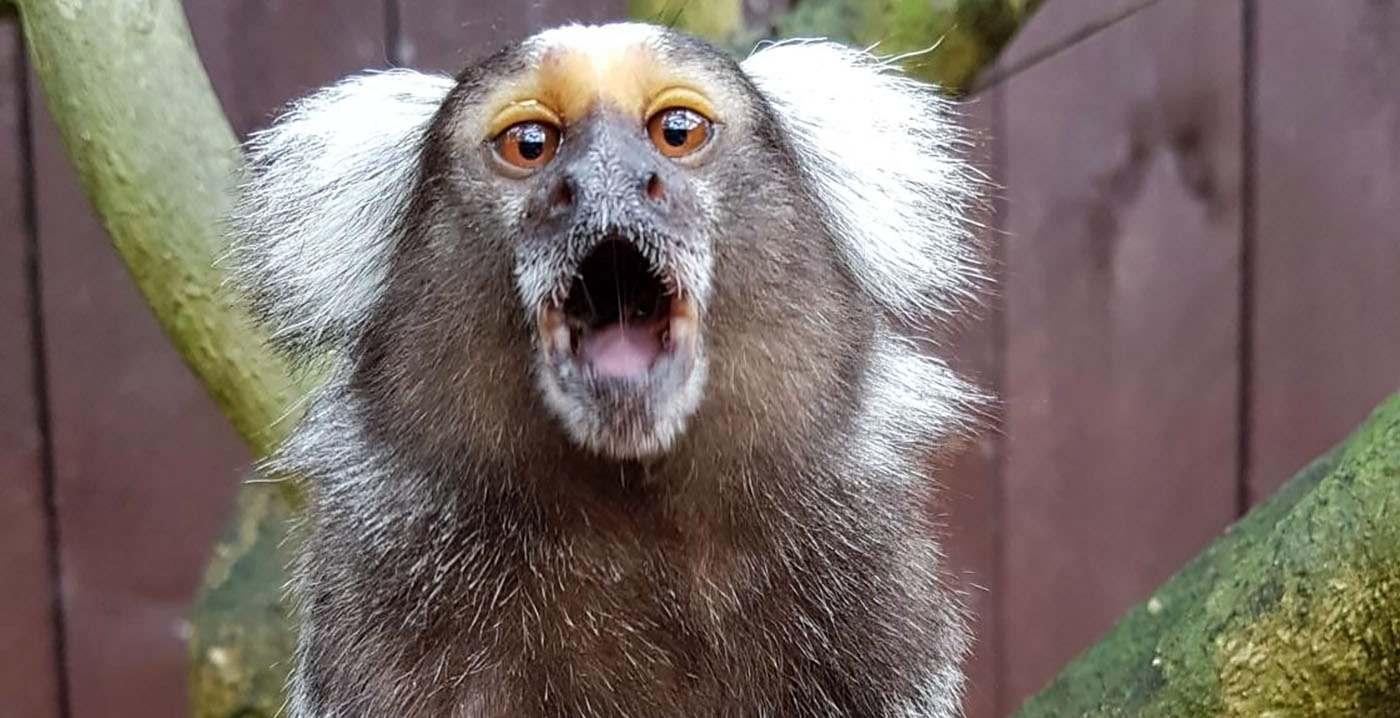Poging tot legaliseren van Texel Zoo mislukt: dierentuin moet alsnog weg