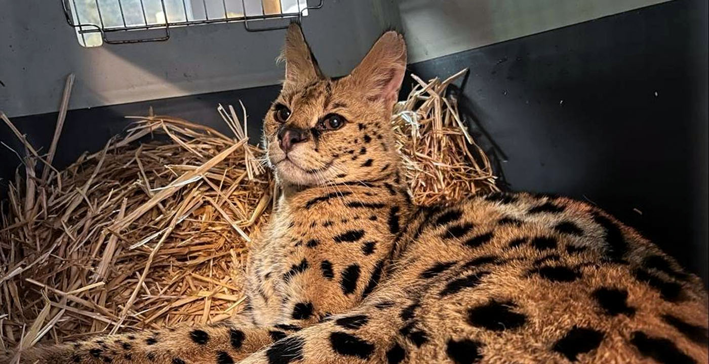 BestZoo gesloten vanwege wateroverlast: serval bij de kachel geplaatst