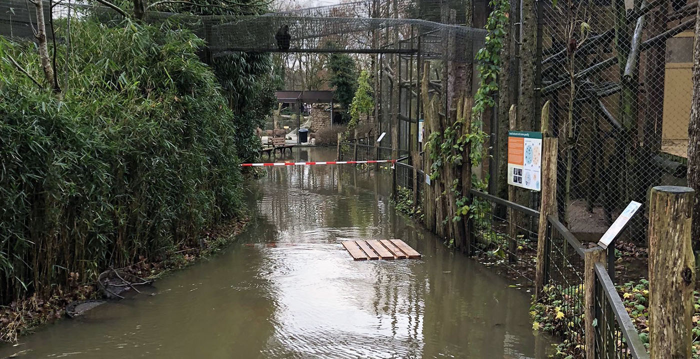 Water zorgt voor problemen in Duitse dierentuin vlakbij de grens