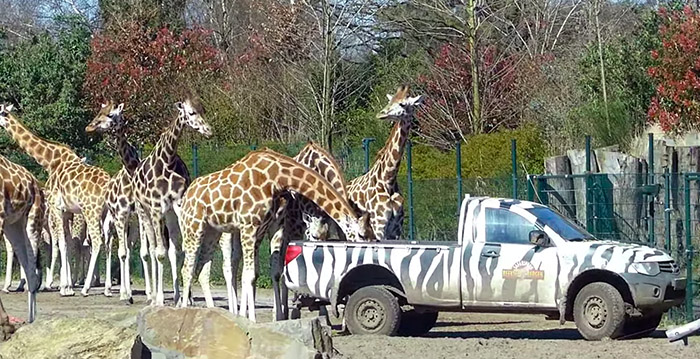 Safaripark Beekse Bergen vermaakt thuisblijvers: 'Thuis op safari'