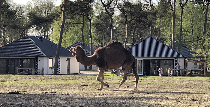Slapen tussen de wilde dieren in nieuw vakantiepark Beekse Bergen