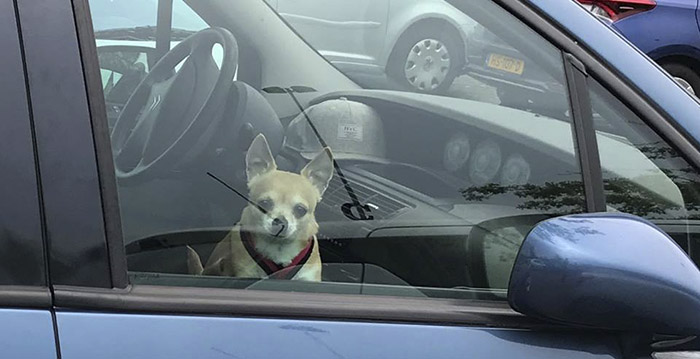 Efteling-bezoeker laat hond achter in auto op parkeerplaats
