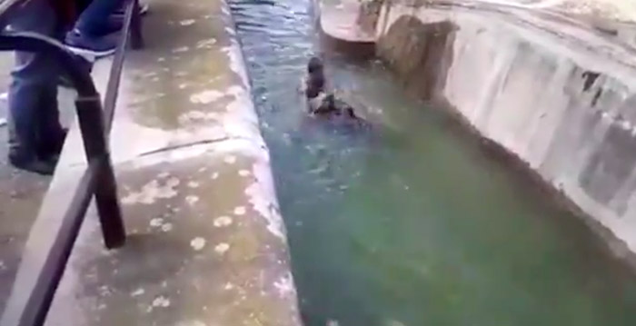 Dronken man valt beer aan in Poolse dierentuin