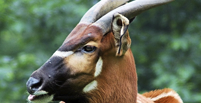 Dierentuin GaiaZoo later open vanwege ontsnapt dier