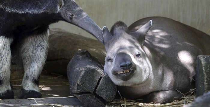 Dierentuin Artis laat blowen toe