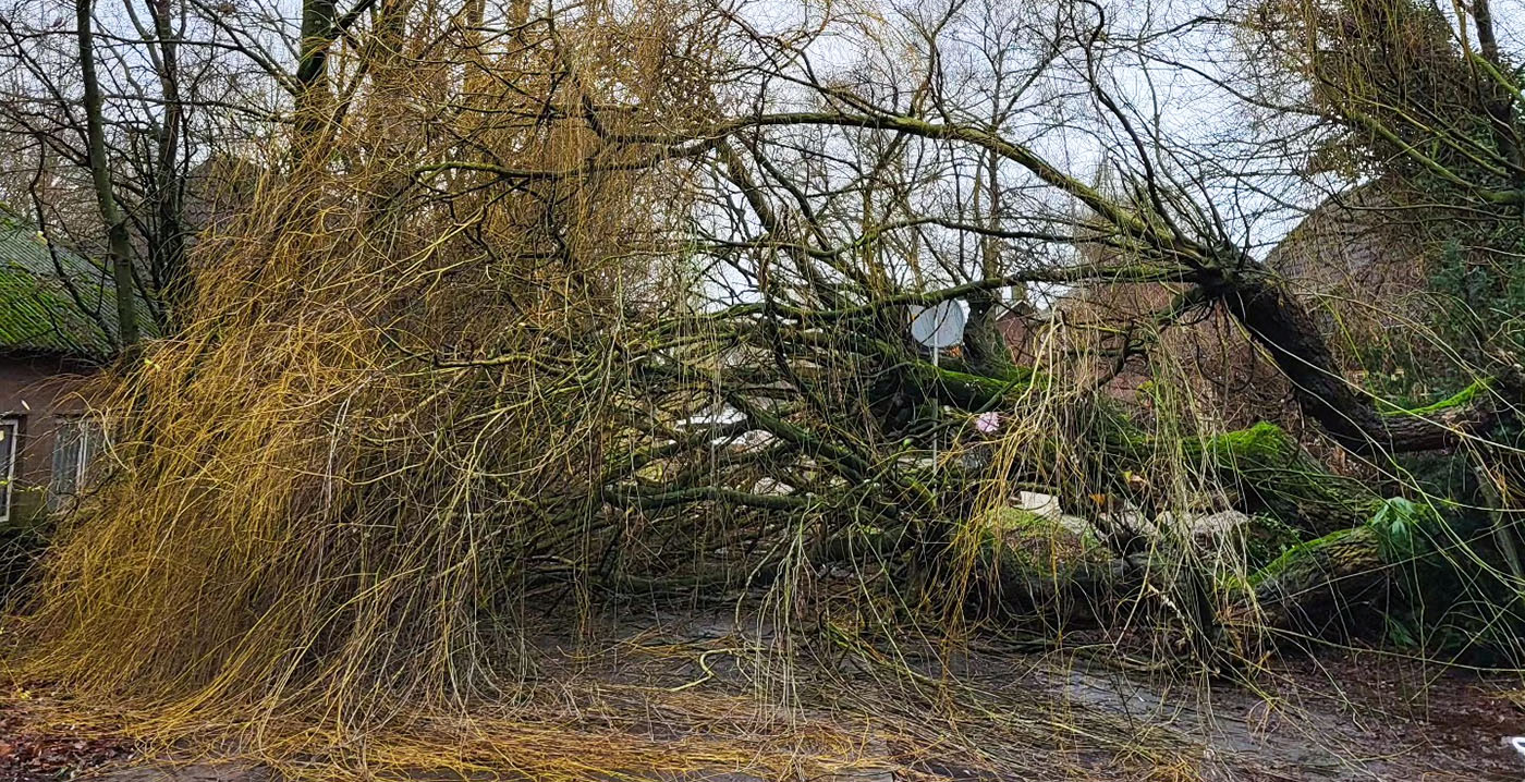 Schade in Brabantse dierentuin: boom valt in pelikanenverblijf