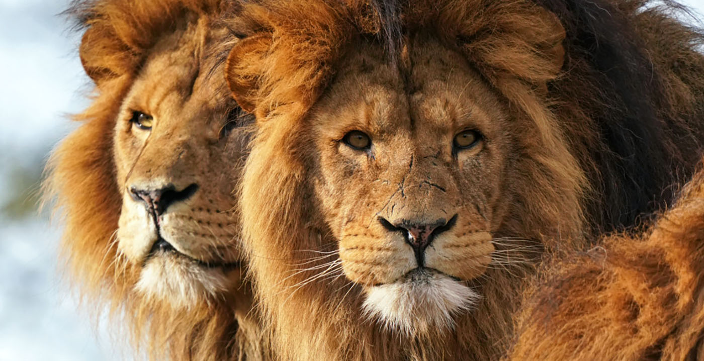 ZooParc waarschuwt bezoekers: leeuwen en tijgers niet zichtbaar door wateroverlast