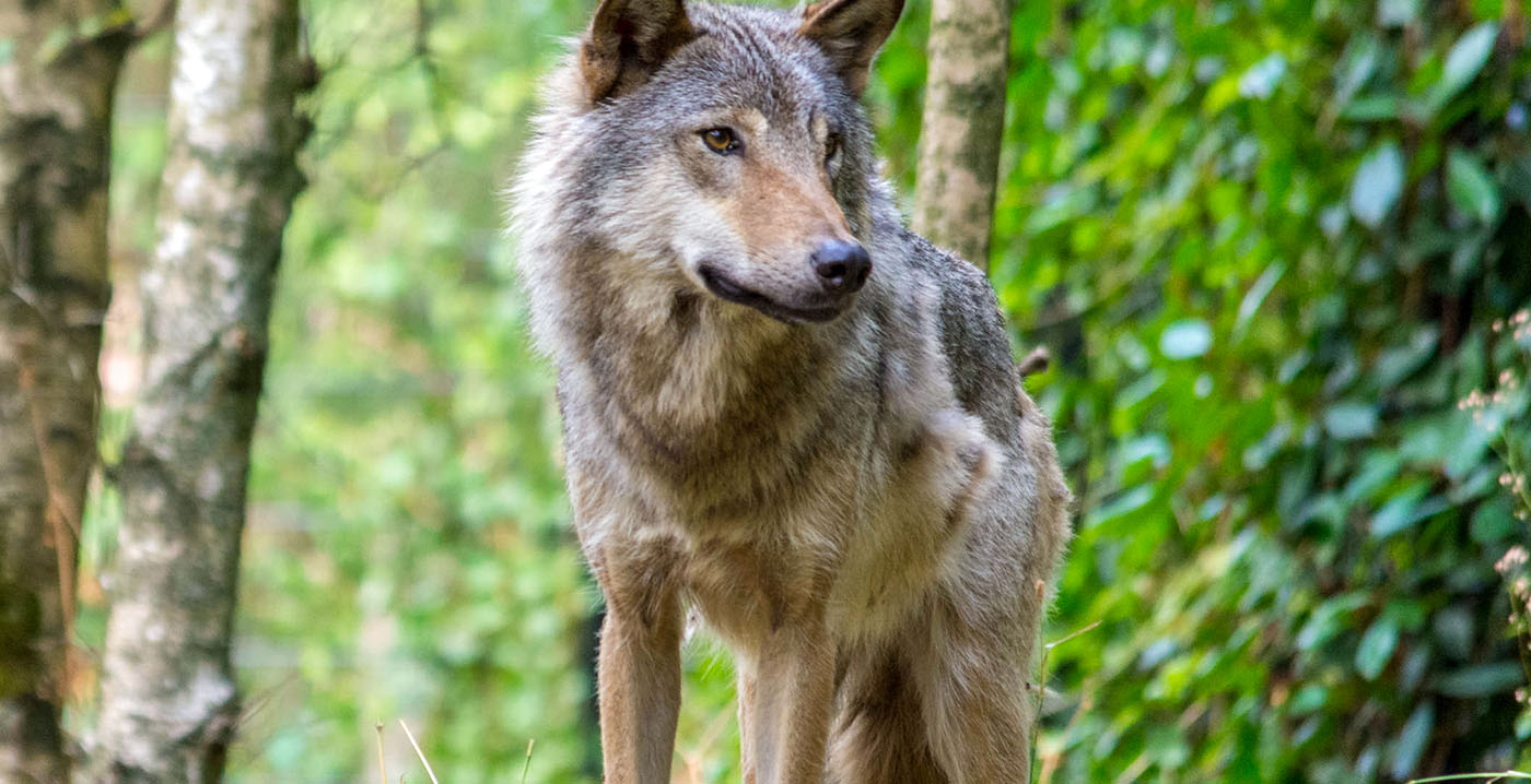 Wolven vertrokken uit DierenPark Amersfoort