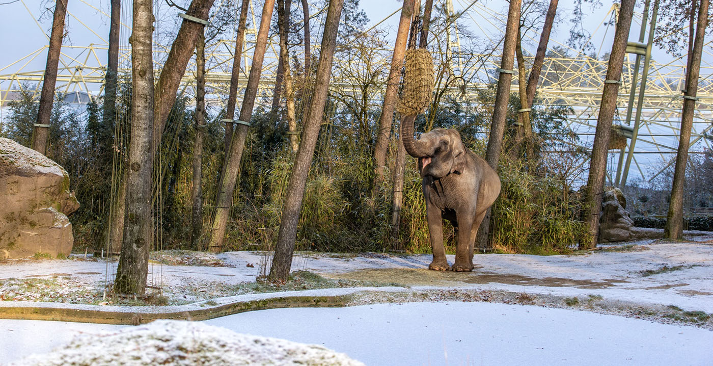 Burgers' Zoo legt uit: hebben dieren last van sneeuw en ijs?