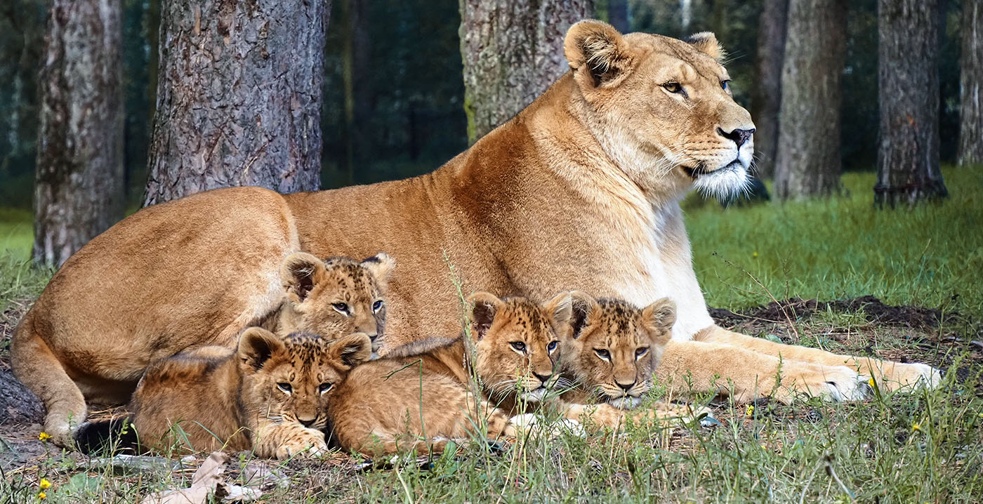 2023 was beste jaar ooit voor Safaripark Beekse Bergen