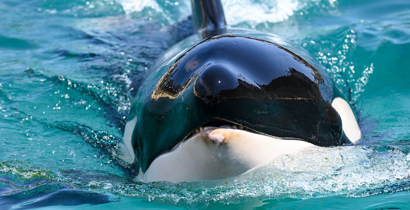 Frans dierenpark Marineland mag orka's nog niet naar Japan sturen