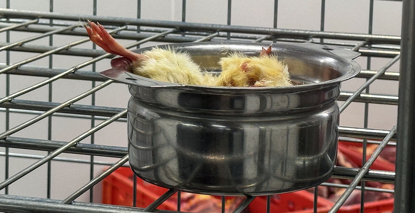Nieuwe bezienswaardigheid in DierenPark Amersfoort: de Dierkeuken