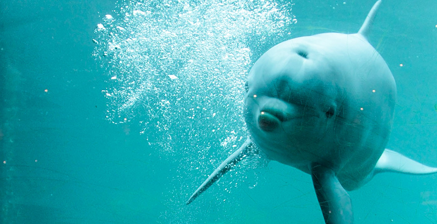 Minister houdt verhuizing Dolfinarium-dieren voorlopig tegen: 'Nog niet overtuigd'