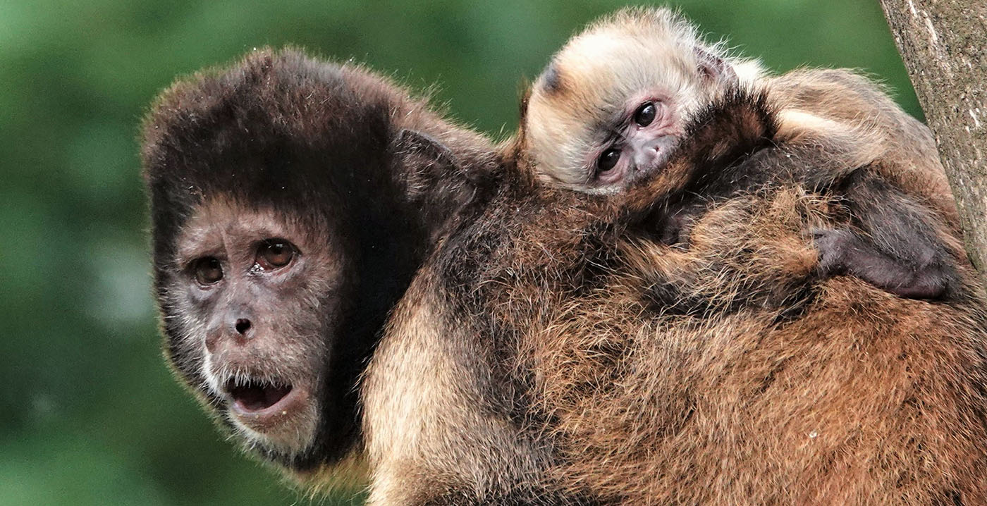 DierenPark Amersfoort tevreden met 765.000 bezoekers: 'Massa niet meer hoogste streven'