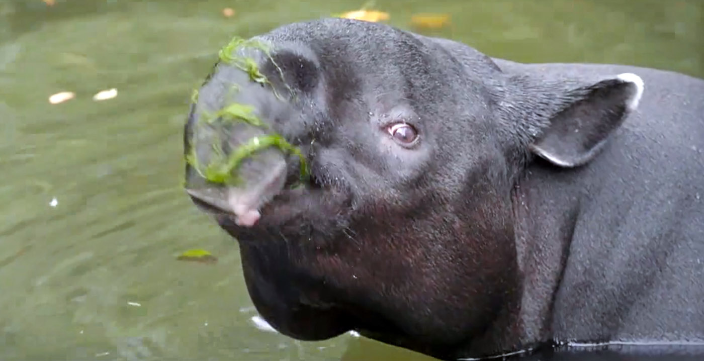 Dierentuinserie krijgt Belgische variant: Het Echte Leven in de Zoo