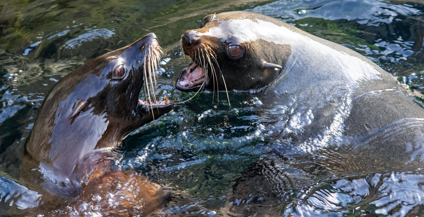 Geen pelsrobben meer in Nederland: Wildlands neemt afscheid van laatste dieren