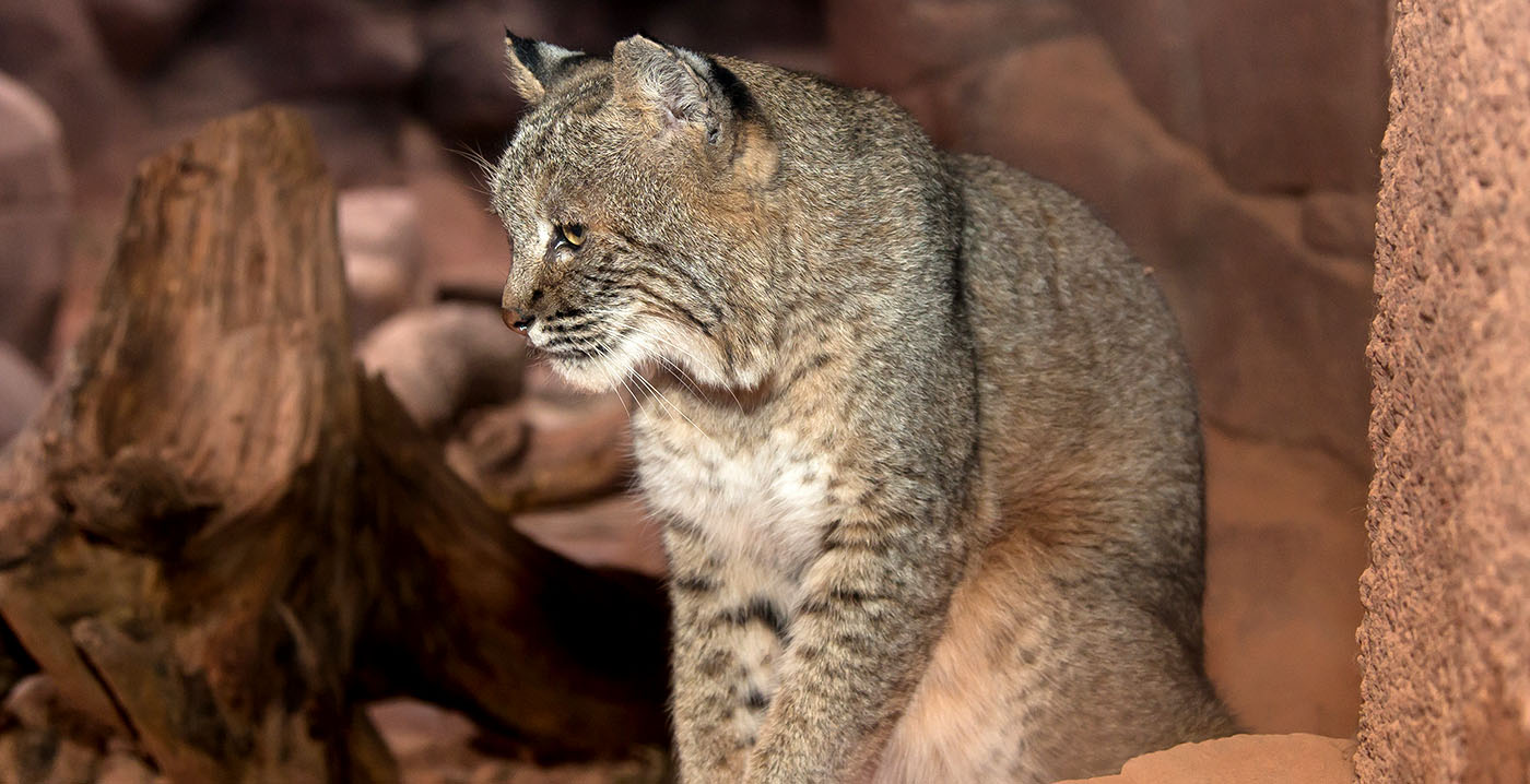 Burgers' Zoo verliest laatste rode lynx: verblijf staat voorlopig leeg