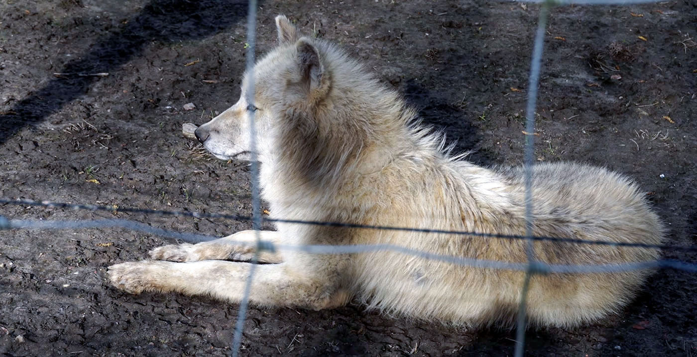 Veel problemen met dierenwelzijn in Limburgs attractiepark Mondo Verde: verschillende overtredingen