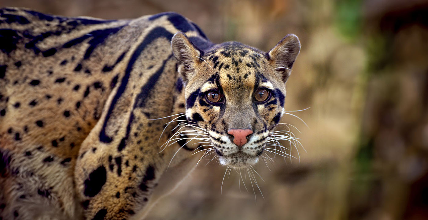 Nieuwe diersoort voor ZooParc Overloon: nevelpanters