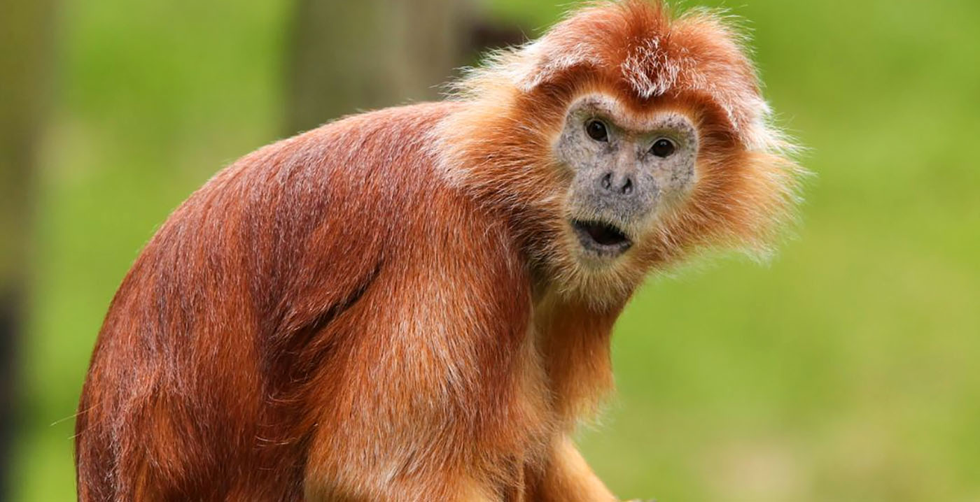 Branchevereniging voor dierentuinen woedend: rechtszaak tegen kritische dierentuineigenaar
