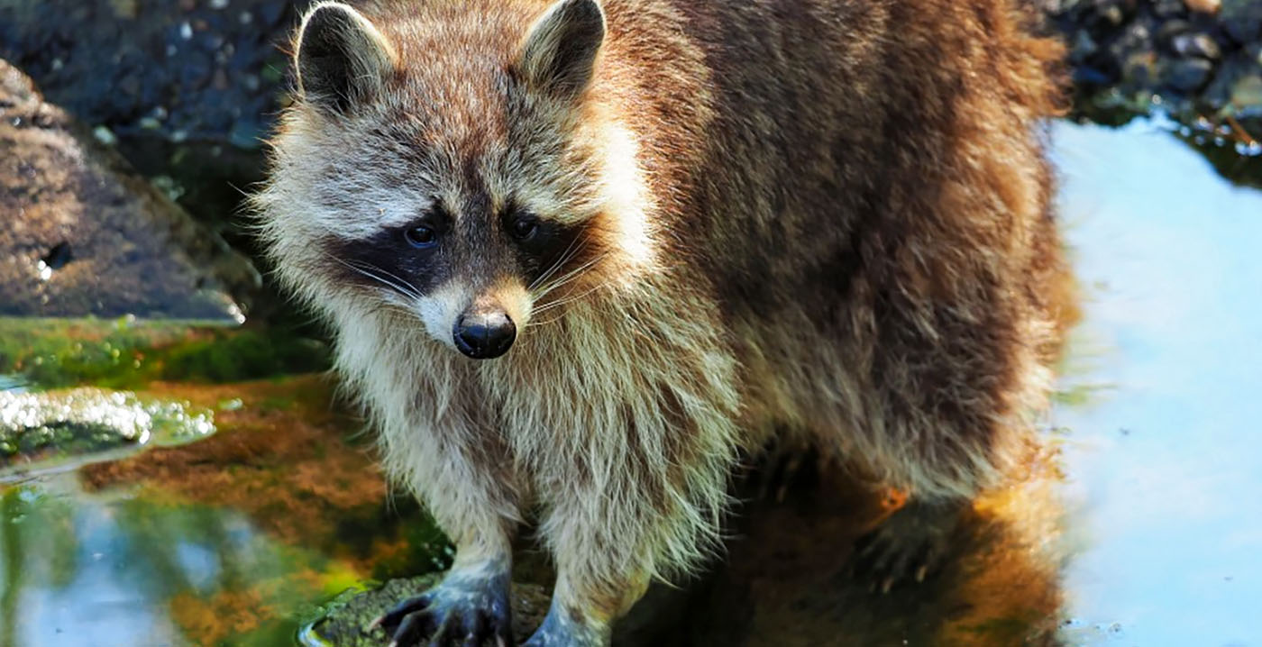 Elf wasberen ontsnapt uit dierentuin in Leeuwarden