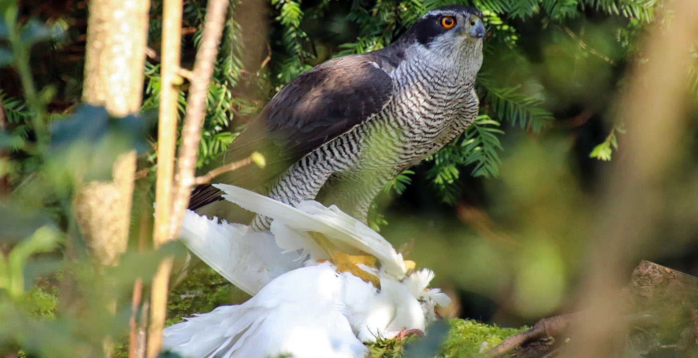 Roofvogel grijpt witte duif uit Efteling-sprookje